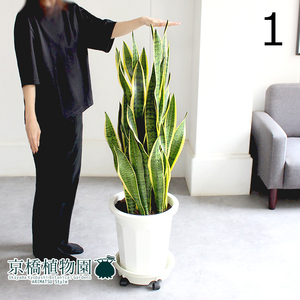 【現品】サンスベリア・ローレンチ 10号（1）Sansevieria trifasciata ‘Laurentii’