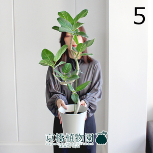 【現品】フィカス・ベンガレンシス 6号 曲がり 白プラスチック鉢（5）Ficus benghalensis