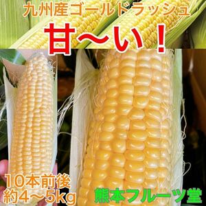 お勧め商品！こちらも生で甘いです！熊本産 とうもろこし【ゴールドラッシュ】10〜12本前後セット（約4〜5kg箱込）【秀品】5