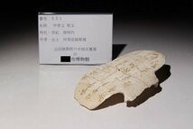 博物館展示品　来歴有　551　商時代　甲骨文　契文　寸法約16cmx約11cm　(検)甲骨文字 唐物 中国美術 古玩　_画像10