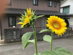 ミニひまわり、種。３0粒。