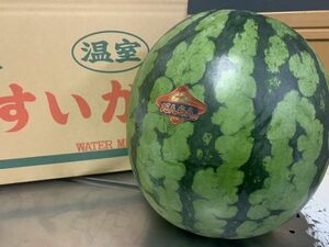  watermelon 2 sphere (1 sphere side . approximately 5. and more * Kumamoto prefecture production * home use ) * normal flight / cool flight 