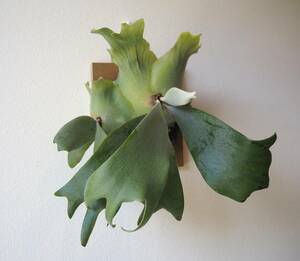 P.willinckii sporeling staghorn fern Platycerium Platycerium. angle . tooth ...... decorative plant veitchii hillii