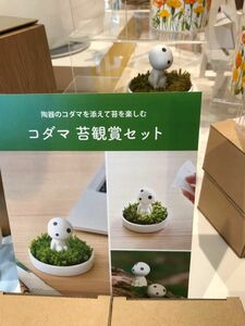 ジブリパーク限定 こだま もののけ姫 苔鑑賞セット