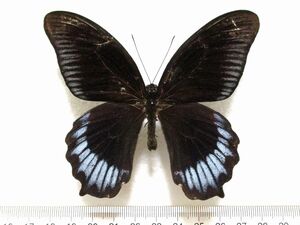 蝶標本　デイフォブスアゲハ♂（インドネシア産）