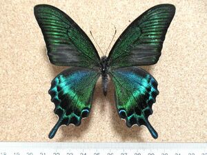 蝶標本　ミヤマカラスアゲハ♂（北海道産／野外品）