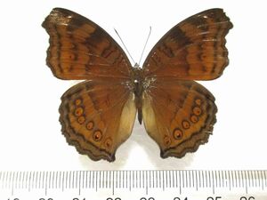 蝶標本　イワサキタテハモドキ♂（フィリピン産）