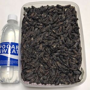 清潔コオロギ 1.3kg 冷凍コオロギ ＭＬサイズ フタホシコオロギ 約1kgの画像4
