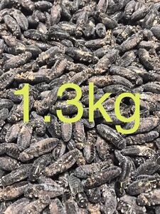 清潔コオロギ1.3kg 冷凍コオロギ　ＭＬサイズ　フタホシコオロギ　クロコオロギ　約1kg ③