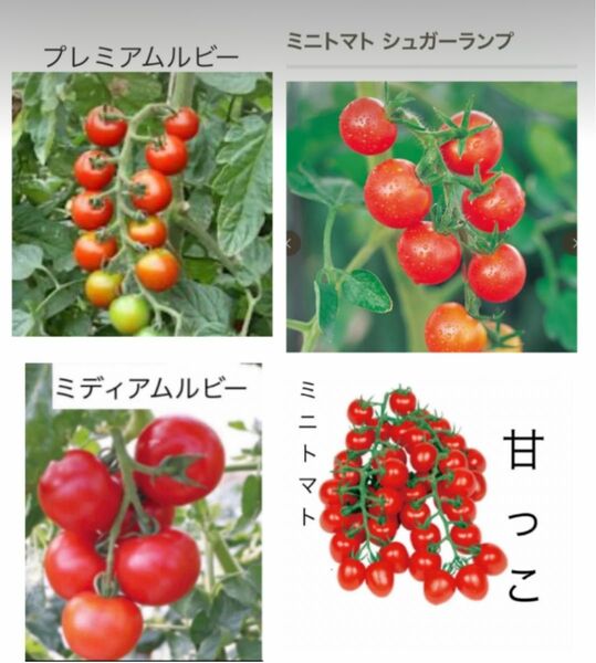 野菜の種　ミニトマト4種