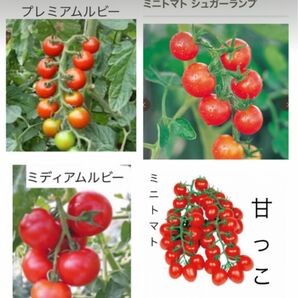 野菜の種　ミニトマト4種