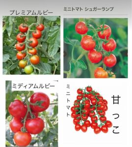 野菜の種　ミニトマト4種