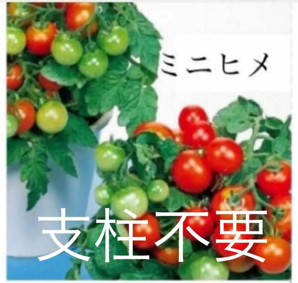 野菜の種　ミニトマト　ミニヒメ