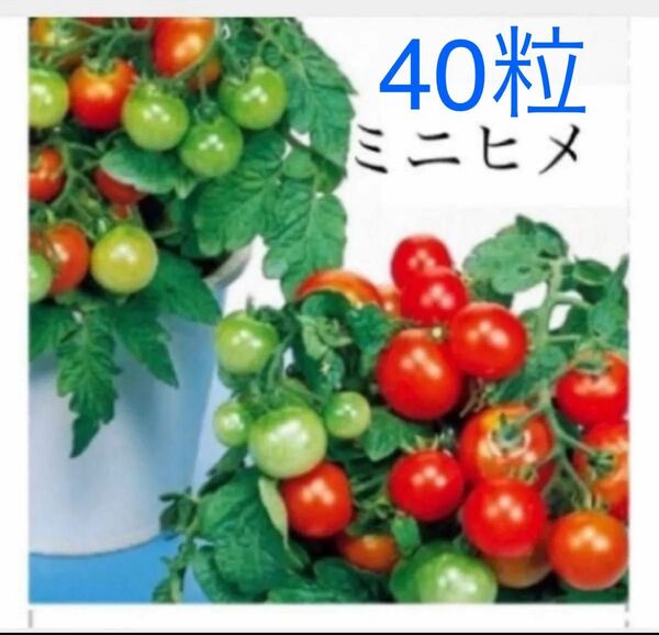 40粒　野菜の種　ミニトマト　ミニヒメ