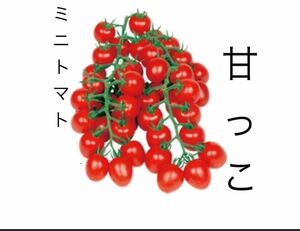 野菜の種　ミニトマト　甘っこ