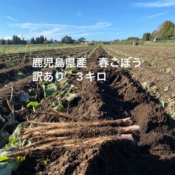 鹿児島県産　春ごぼう　訳あり　3キロ