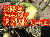 【20キロ訳あり】淡路島　新たまねぎ　早生タマネギ　玉ねぎ　玉葱　七宝_画像1