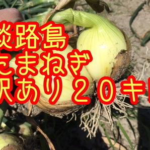 【20キロ訳あり】淡路島　新たまねぎ　早生タマネギ　玉ねぎ　玉葱　七宝