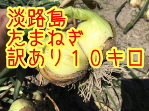 [10 kilo with translation ] Awaji Island new onion the 7 treasures 
