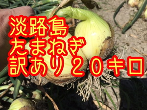 [20 kilo with translation ] Awaji Island new onion . raw tama welsh onion sphere leek onion the 7 treasures 