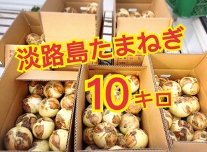 【10キロ】淡路島　新たまねぎ　早生タマネギ　玉ねぎ　玉葱　七宝