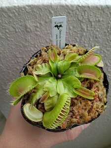 食虫植物 Dionaea muscipula Jaws smiley CP ハエトリソウ