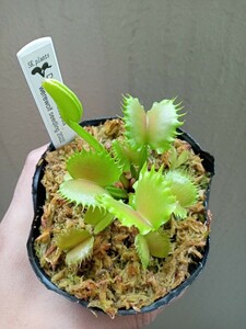 食虫植物 Dionaea muscipula werewolf seedling 2022 実生ハエトリソウ No.2