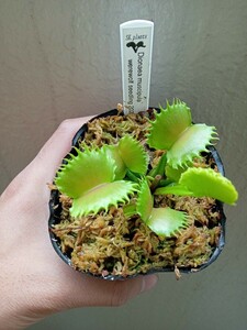 食虫植物 Dionaea muscipula werewolf seedling 2022 実生ハエトリソウ No.3