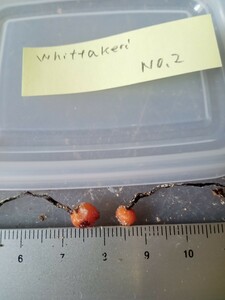 食虫植物 球根ドロセラ Drosera whittakeri No.2