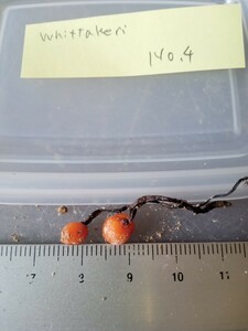 食虫植物 球根ドロセラ Drosera whittakeri No.4