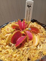 食虫植物 Dionaea muscipula villarica David ハエトリソウ_画像1