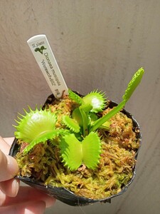 食虫植物 Dionaea muscipula werewolf×B52 刺有 実生ハエトリソウ