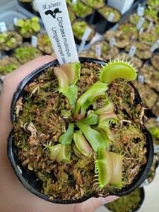 食虫植物 Dionaea muscipula umgekrempelt seedling 実生ハエトリソウ