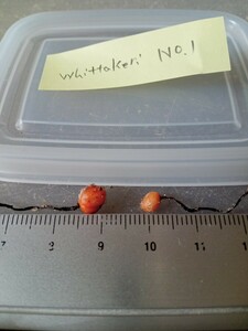 食虫植物 球根ドロセラ Drosera whittakeri No.1