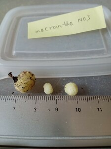 食虫植物 球根ドロセラ Drosera macrantha No.3