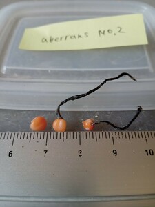 食虫植物 球根ドロセラ Drosera aberrans No.2