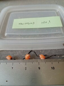 食虫植物 球根ドロセラ Drosera aberrans No.1