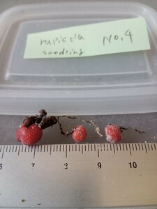 食虫植物 球根ドロセラ Drosera rupicola seedling No.4