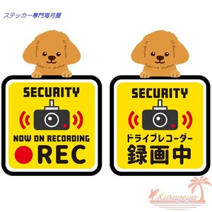 do RaRe ko video recording middle toy poodle 