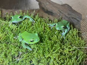  Schlegel's green tree frog select 10 pcs . put on guarantee equipped 