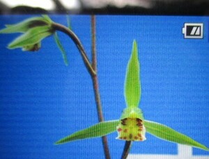 O-9: земля . холод орхидея * полки регулировка товар * культивирование товар * - The ma производство ( синий коричневый bo цветок )