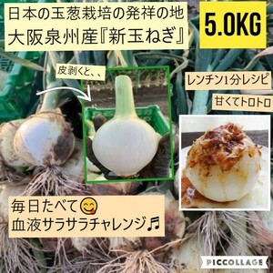 【新鮮】 【農家直送】新玉ねぎ　約5.0kg 大阪泉州産