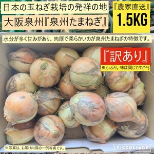 【新鮮】 【農家直送】【訳あり】玉ねぎ　約1.5kg　大阪泉州産　泉州たまねぎ