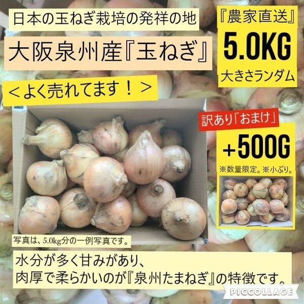 【新鮮】 【農家直送】玉ねぎ　約5.0kg　大阪泉州産　泉州たまねぎ　おまけ