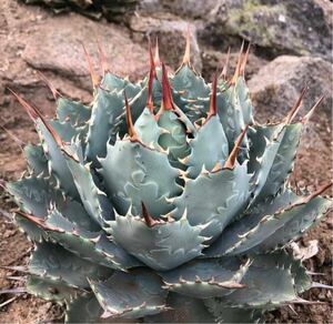  agave .. red . rare goods kind Z-02