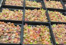 多肉植物 リトープス 色の組み合わせ 10苗 1年の苗0.5-1.2cm_画像5