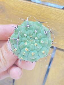  cactus gimnokalikium hybrid . flower .. pocket B-16