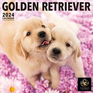 新品 ゴールデン・レトリーバー PICTWAN (ピクトワン) カレンダー DOG 【L版】 2024年カレンダー24CL-50011L