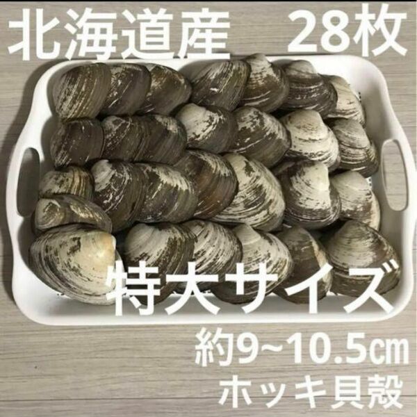 【 北海道産 】ホッキ貝 貝殻 特大サイズ ２８枚 北寄貝殻 ハンドメイド