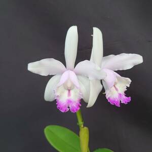 05.☆洋蘭カトレア(Cattleya)属☆ C. intermedia【KT-123】 花付 80 size